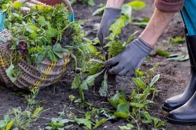 Weeding And Mulching